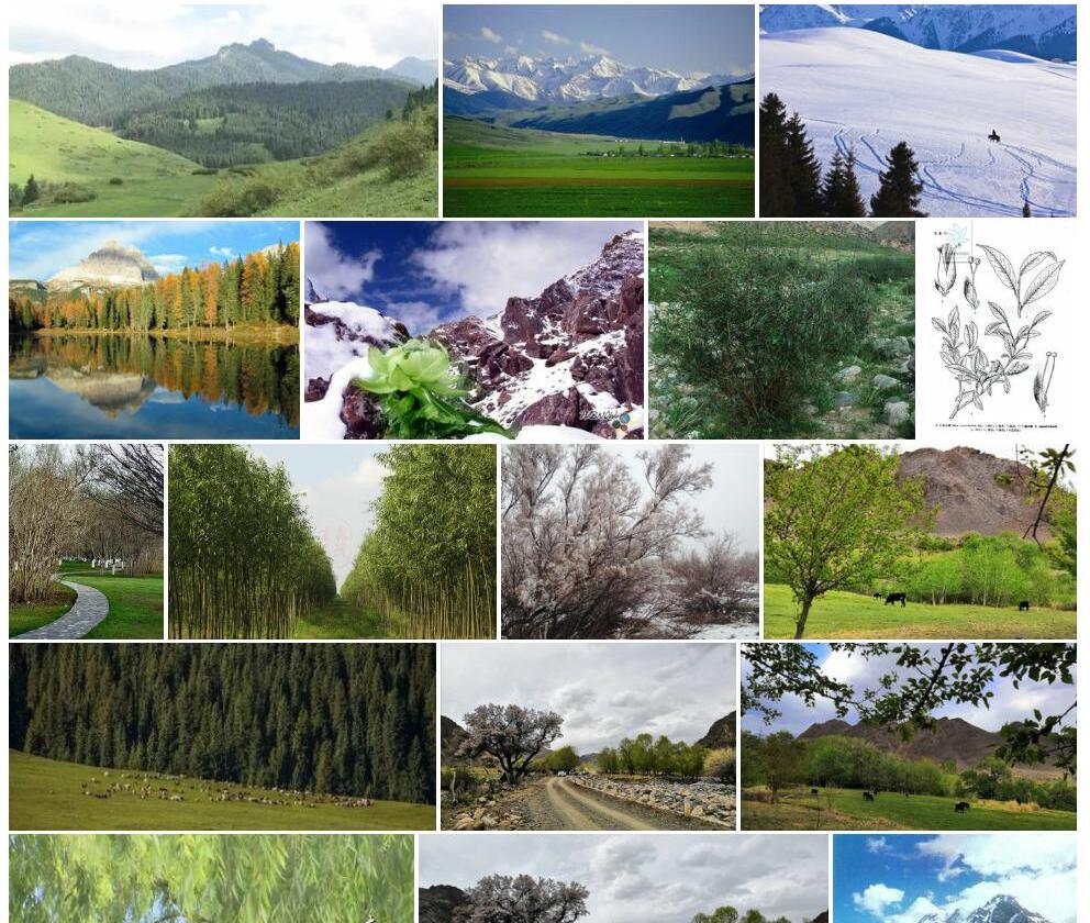 天山柳照片和图片/
