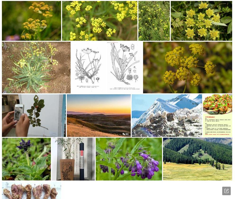 天山柴胡照片和图片/