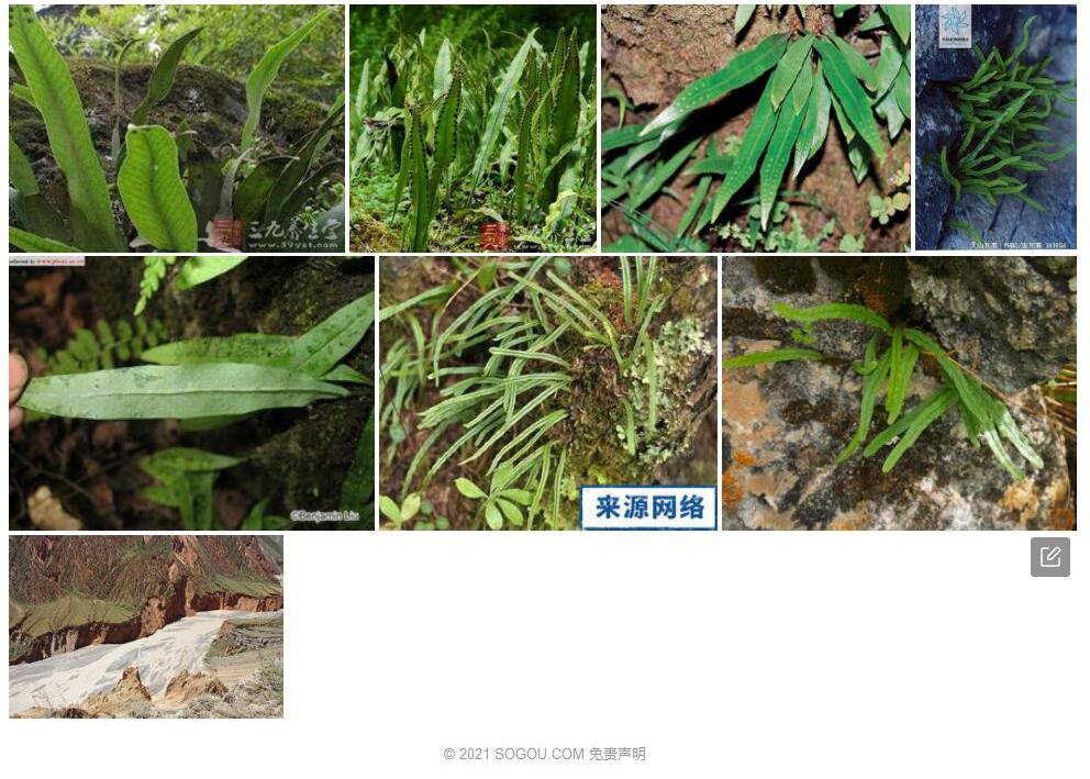 天山瓦韦照片和图片/