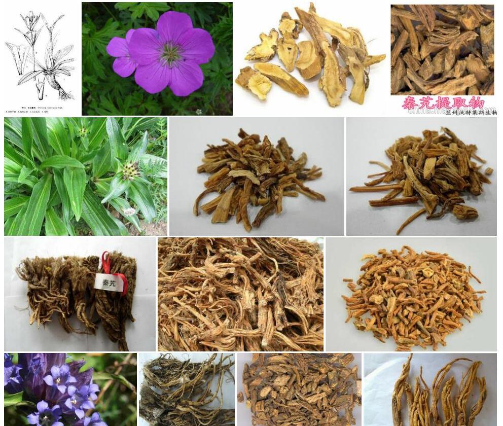天山秦艽照片和图片/