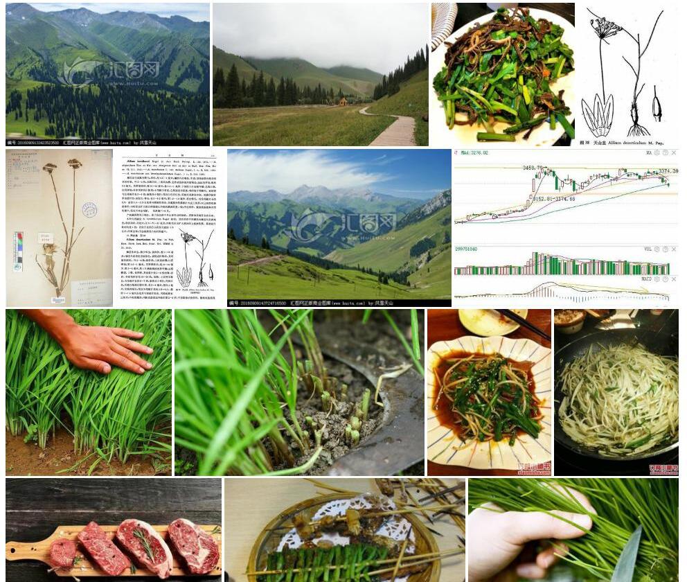 天山韭照片和图片/