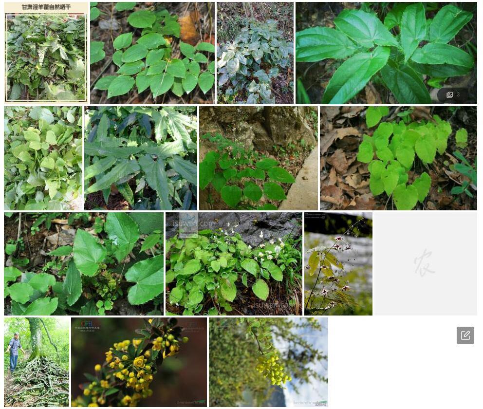 天平山淫羊藿照片和图片/