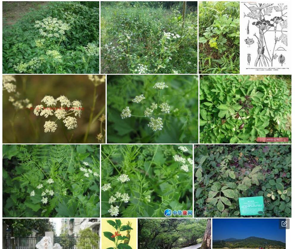 天竺山前胡照片和图片/