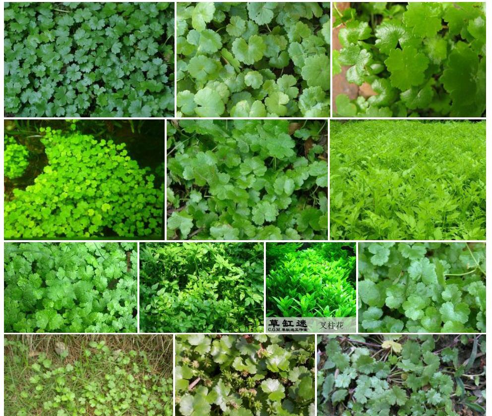 天胡荽照片和图片/