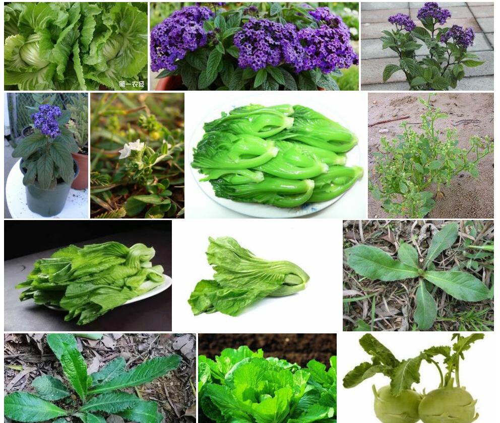 天芥菜照片和图片/