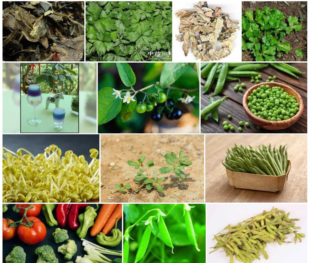 天蓝变豆菜照片和图片/