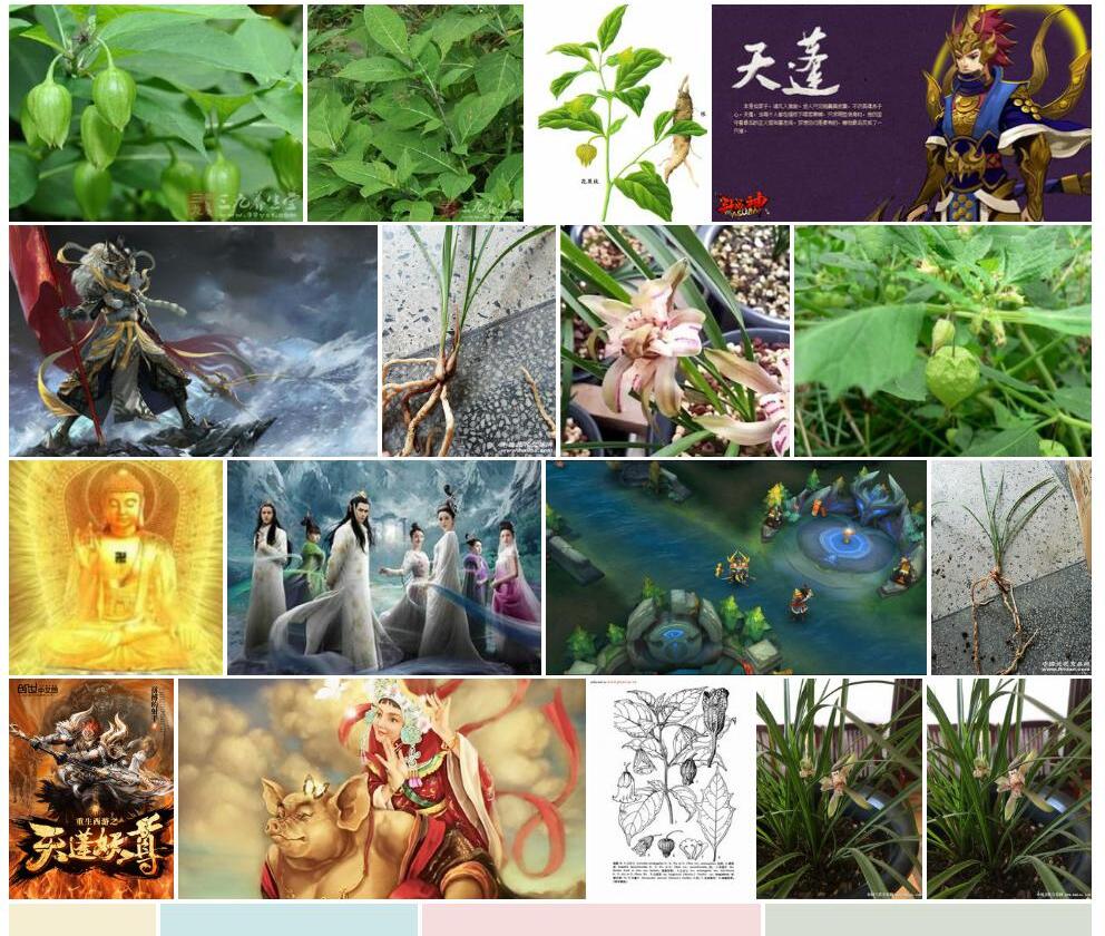 天蓬子照片和图片/