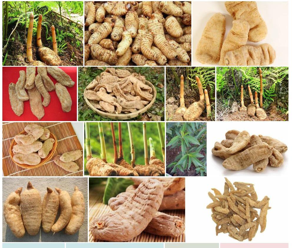 天麻照片和图片/