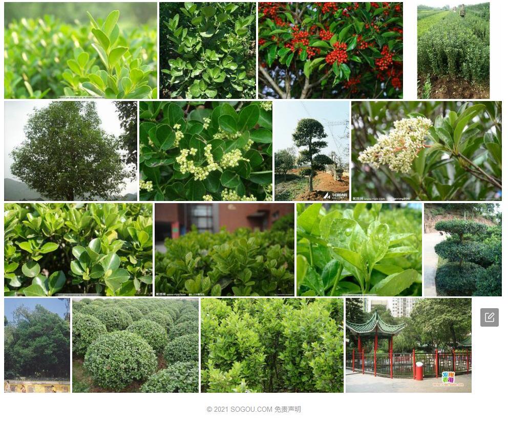太平山冬青照片和图片/