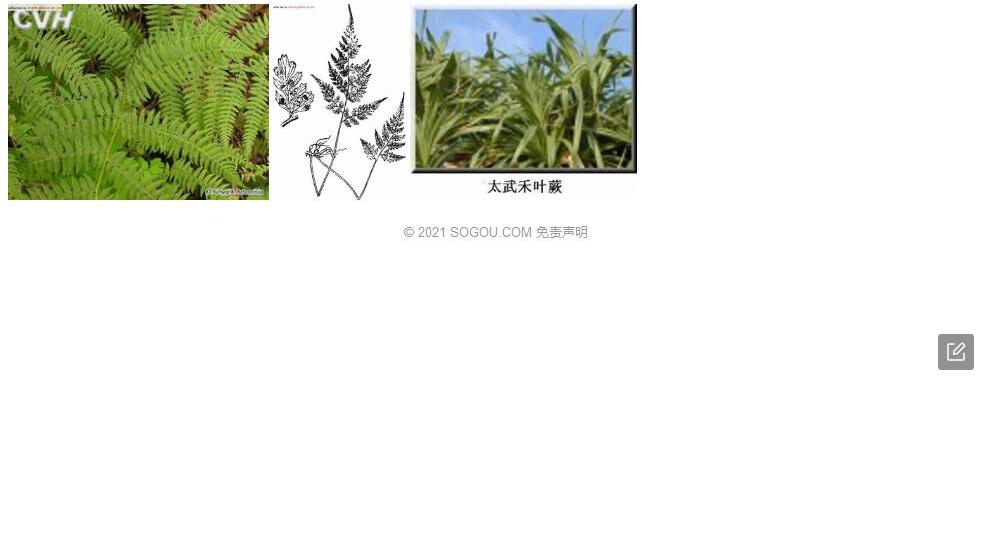 太武禾叶蕨照片和图片/