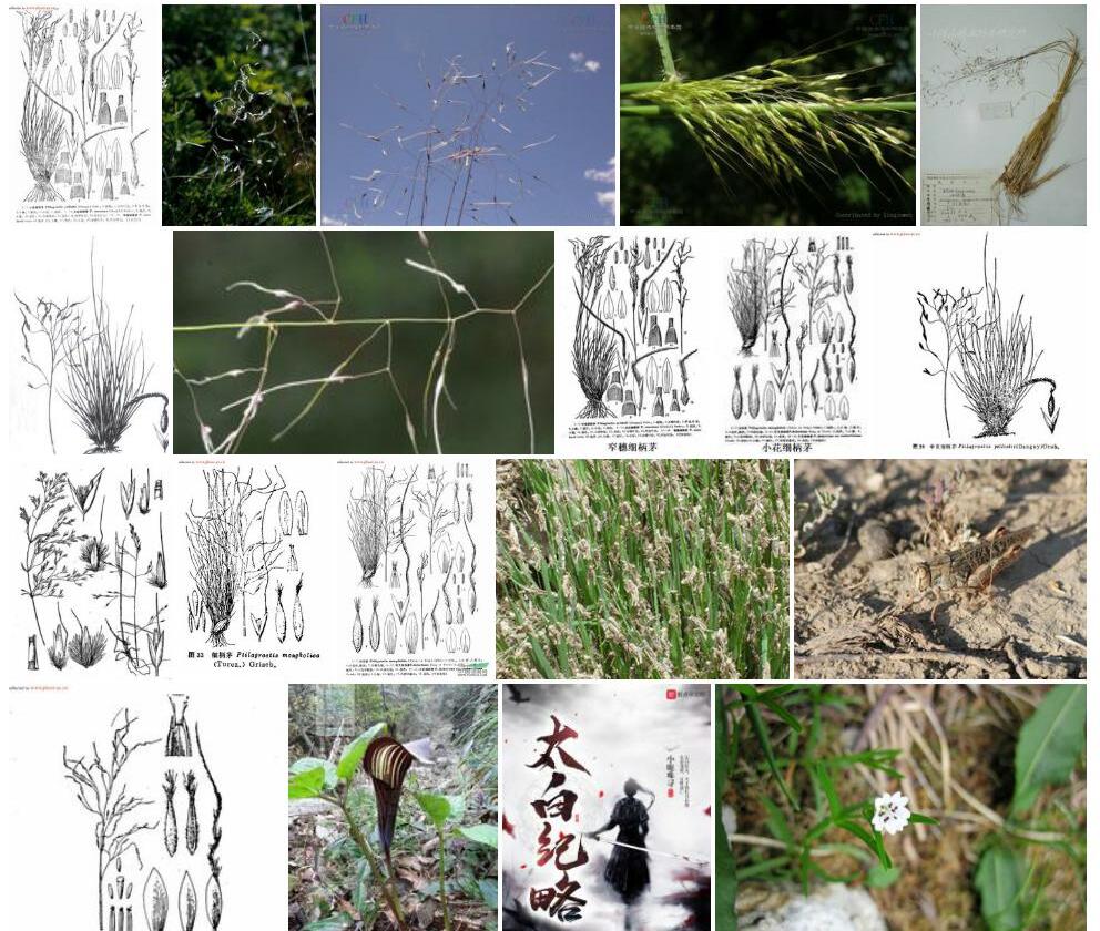 太白细柄茅照片和图片/