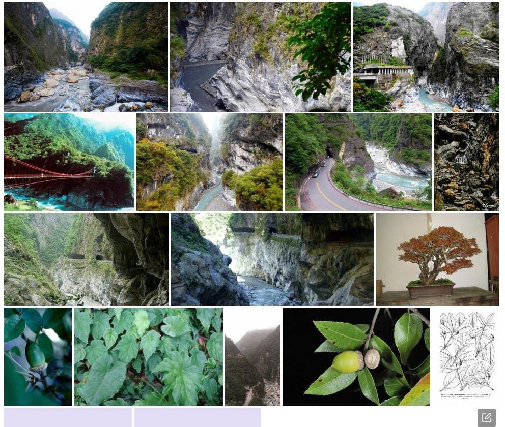 太鲁阁栎照片和图片/
