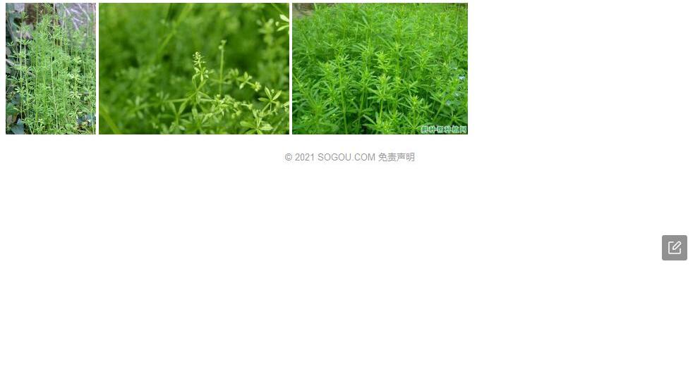 太鲁阁猪殃殃照片和图片/