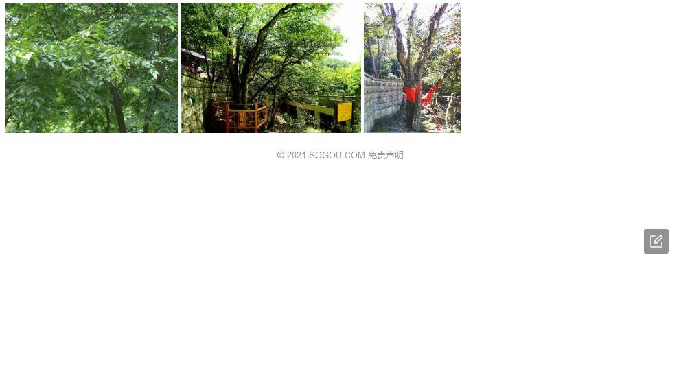 太鲁阁鹅耳枥照片和图片/
