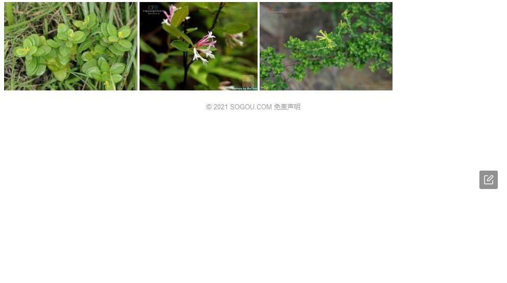 头序荛花照片和图片/
