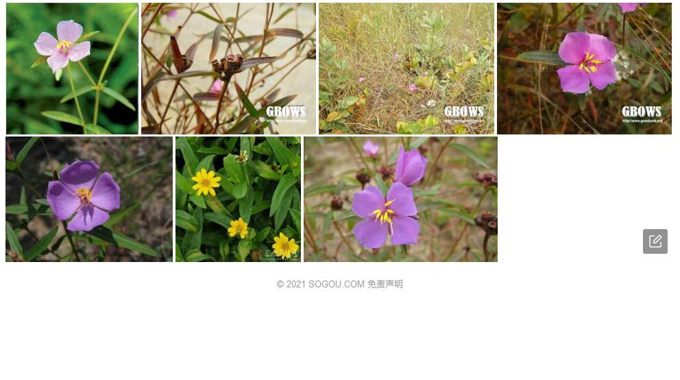 头序金锦香照片和图片/