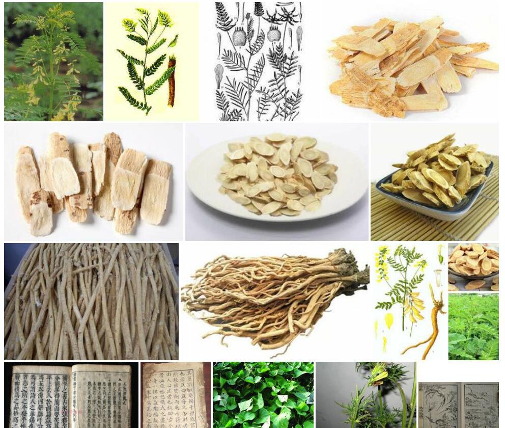 头序黄耆照片和图片/