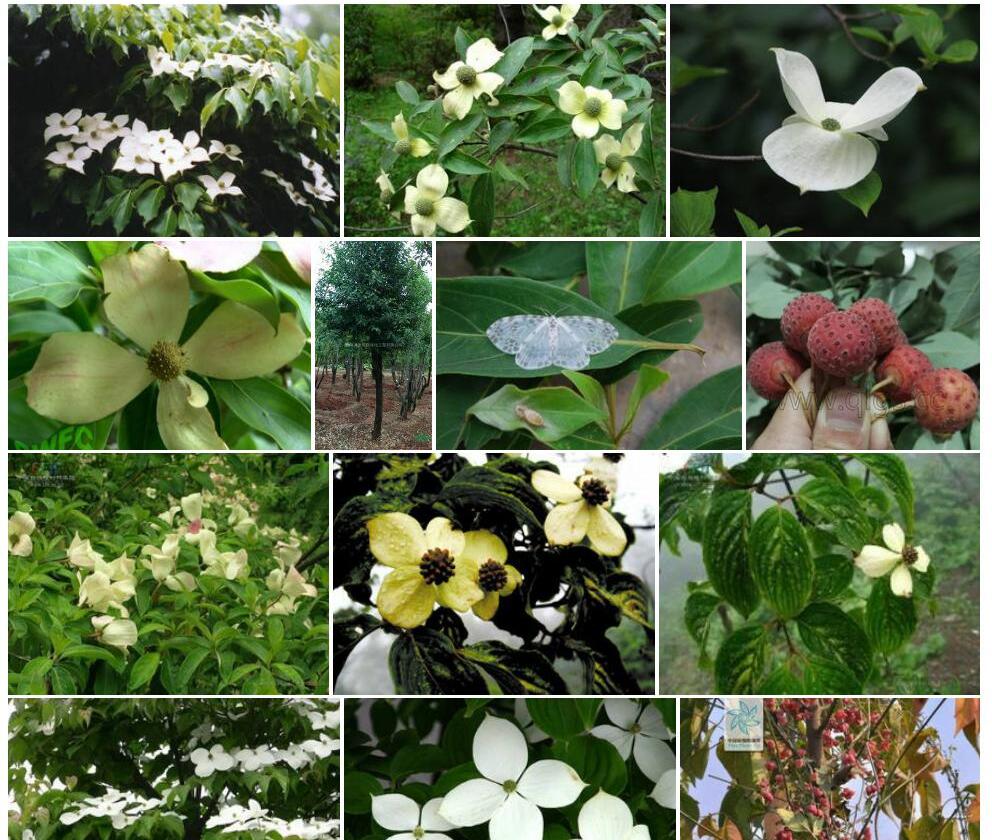 头状四照花照片和图片/