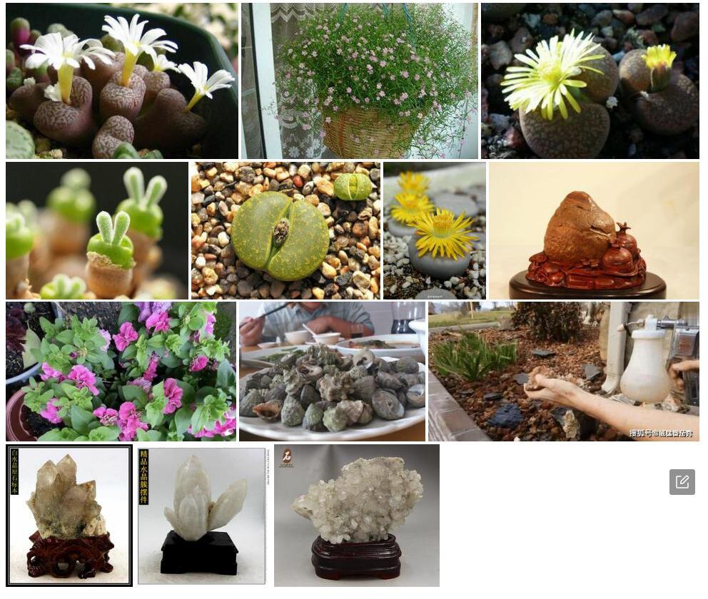 头状石头花照片和图片/