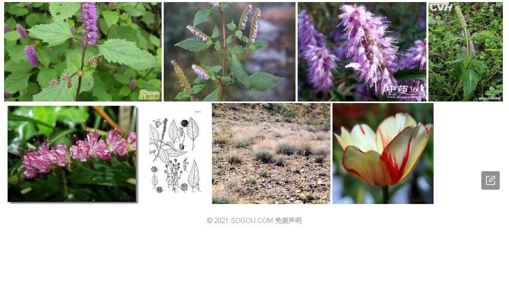 头花香薷照片和图片/
