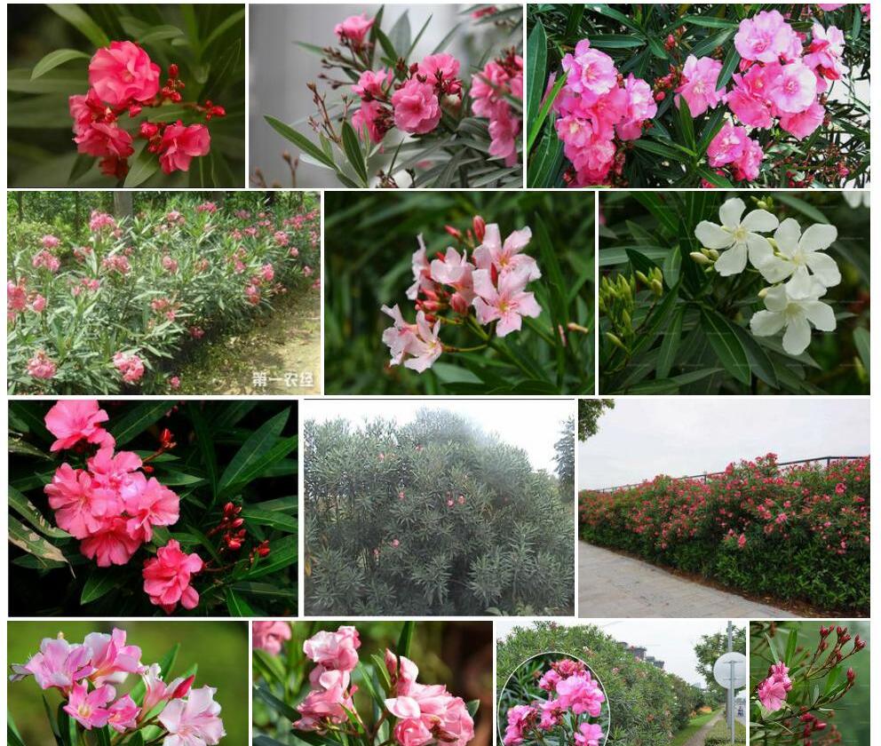 夹竹桃照片和图片/