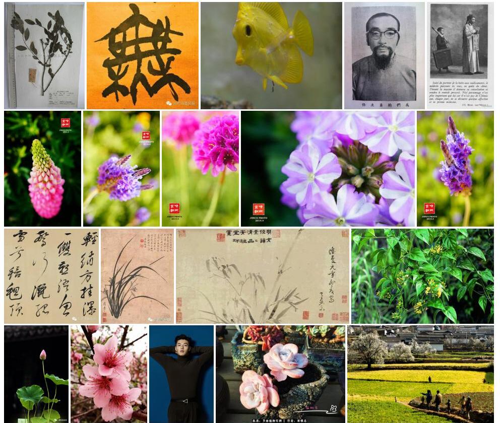 奇花柳照片和图片/