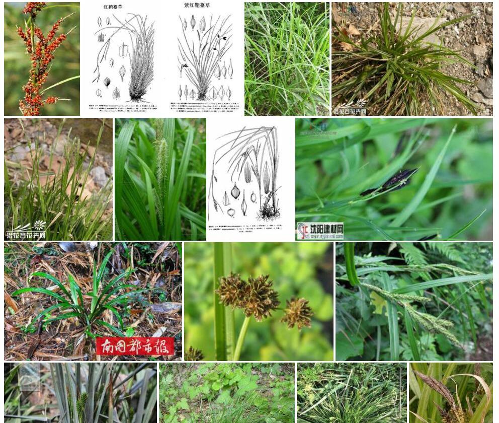 套鞘薹草照片和图片/