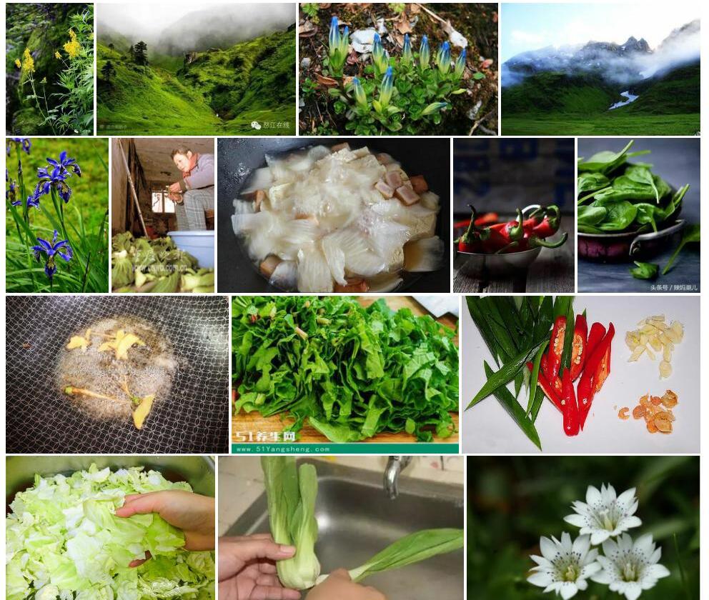 女娄菜叶龙胆照片和图片/
