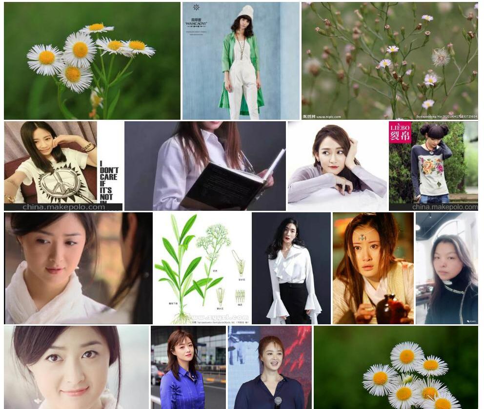 女菀照片和图片/