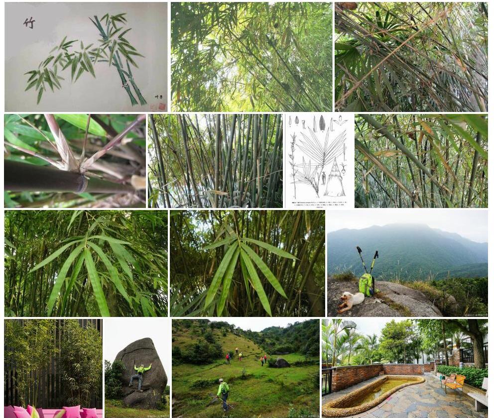 妈竹照片和图片/