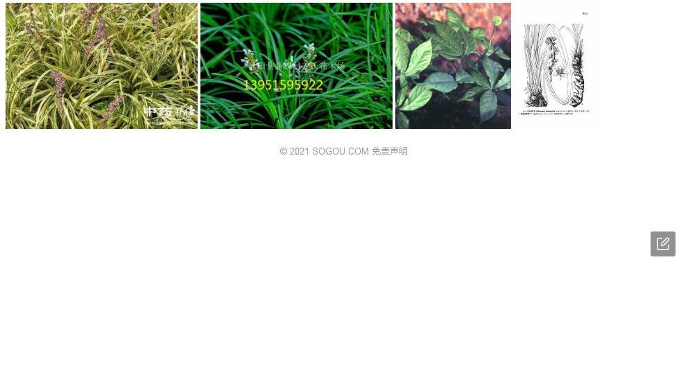 姜状沿阶草照片和图片/