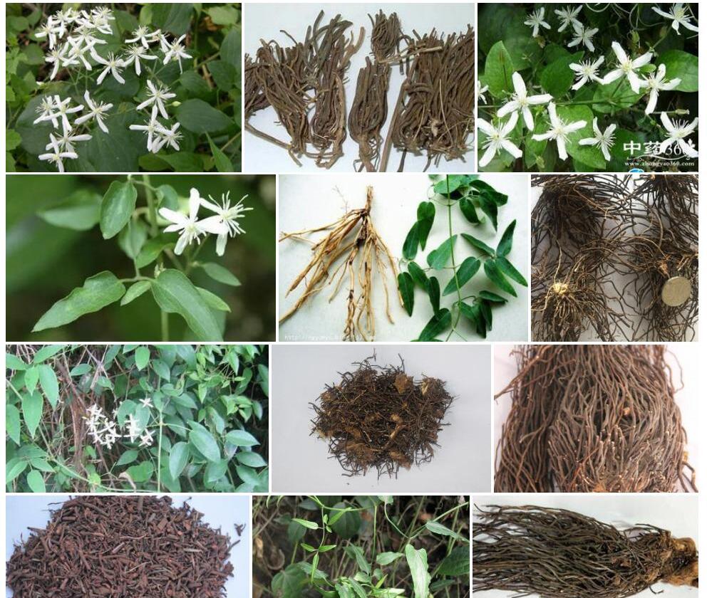 威灵仙照片和图片/