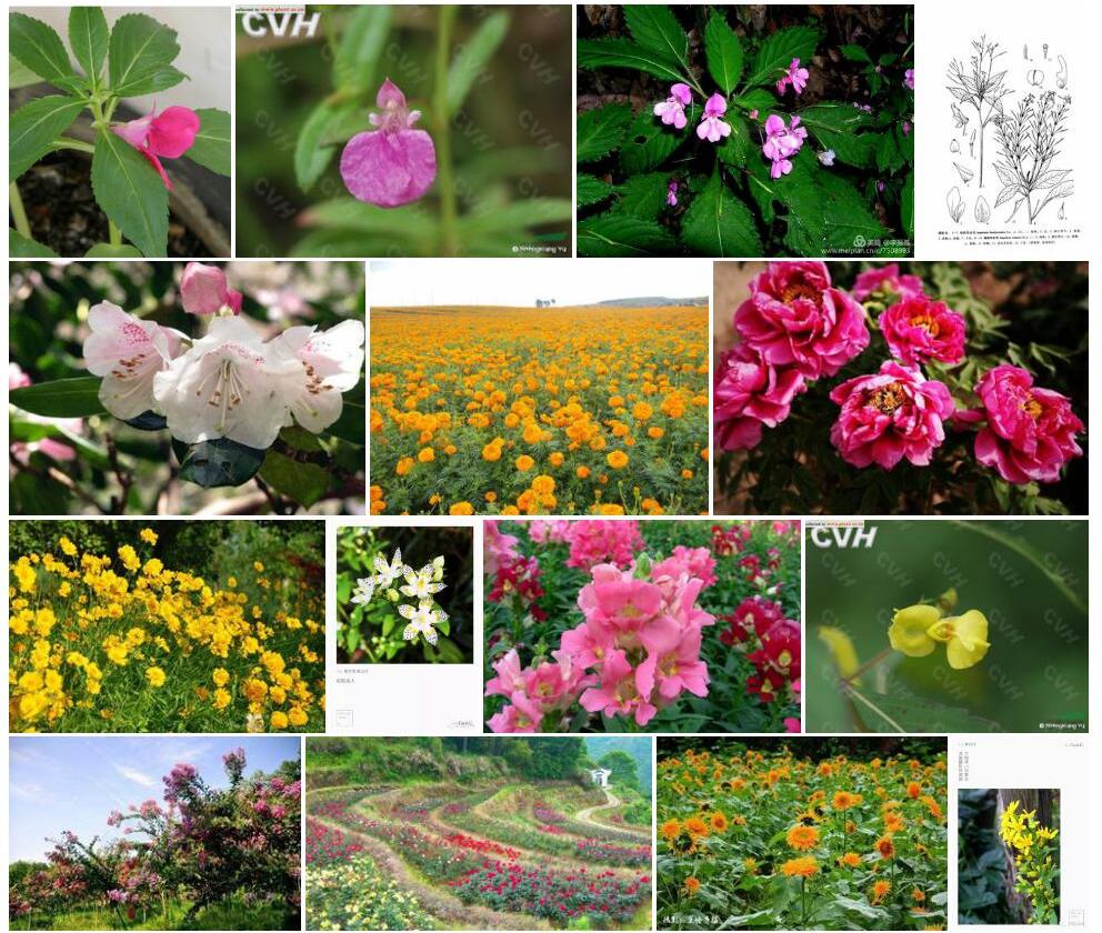 婺源凤仙花照片和图片/