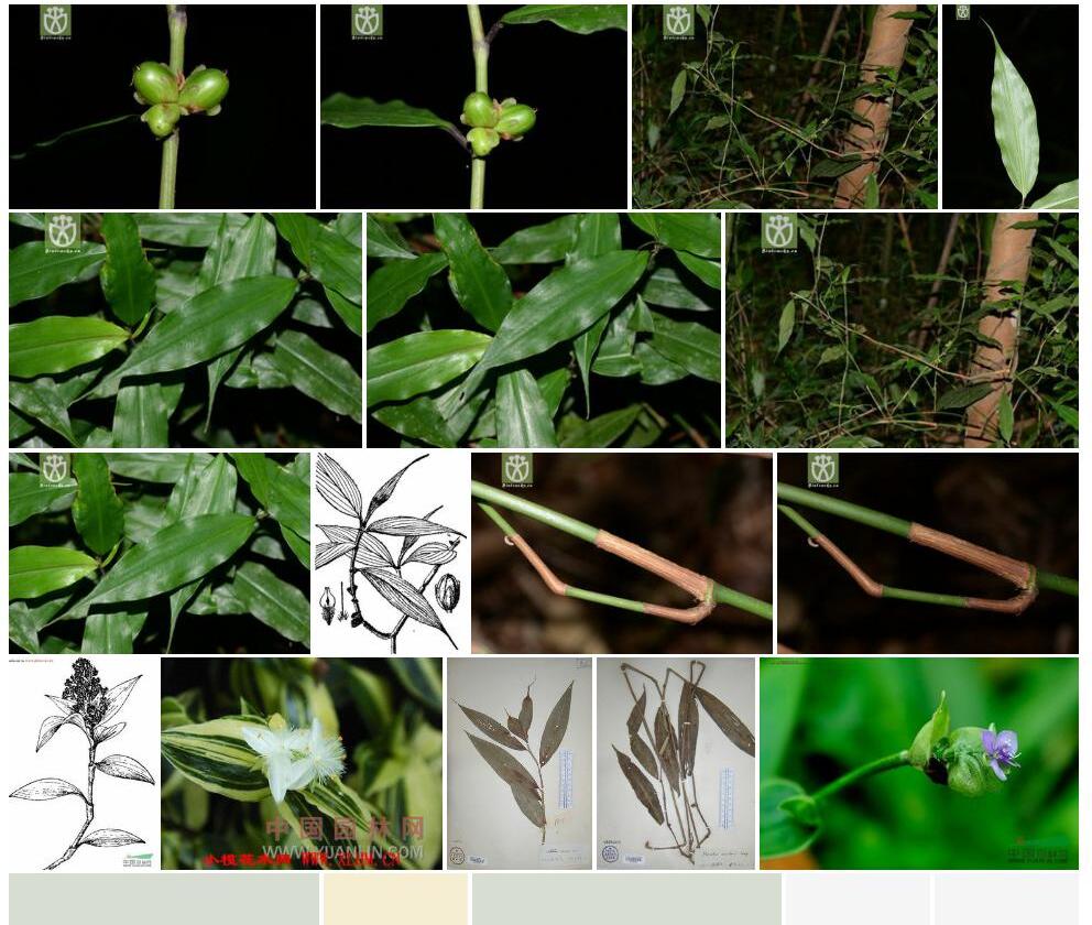 孔药花照片和图片/