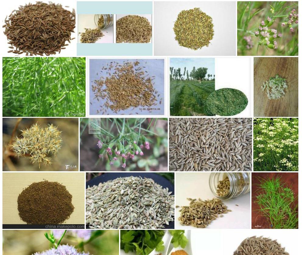孜然芹照片和图片/