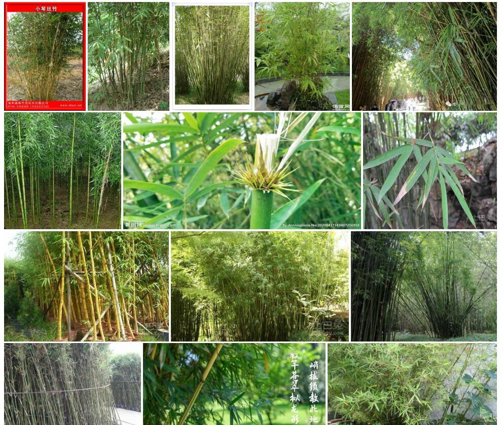 孝顺竹照片和图片/