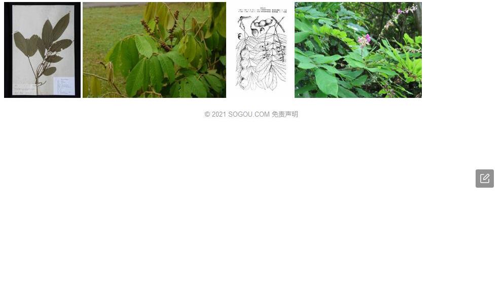孟连崖豆照片和图片/