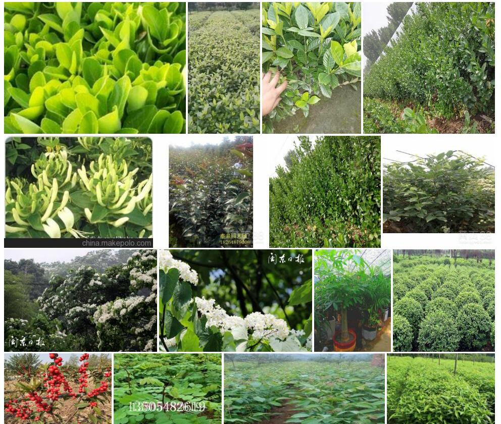 宁德冬青照片和图片/
