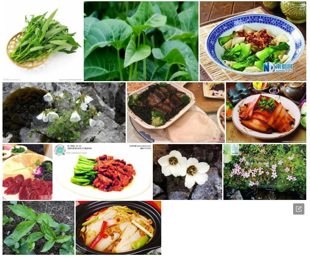 安多无心菜照片和图片/