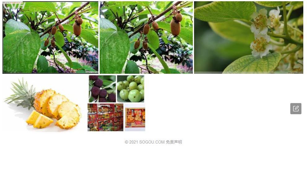 安息香猕猴桃照片和图片/