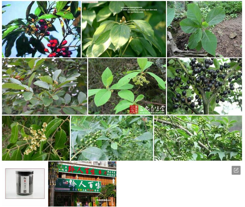 安顺木姜子照片和图片/