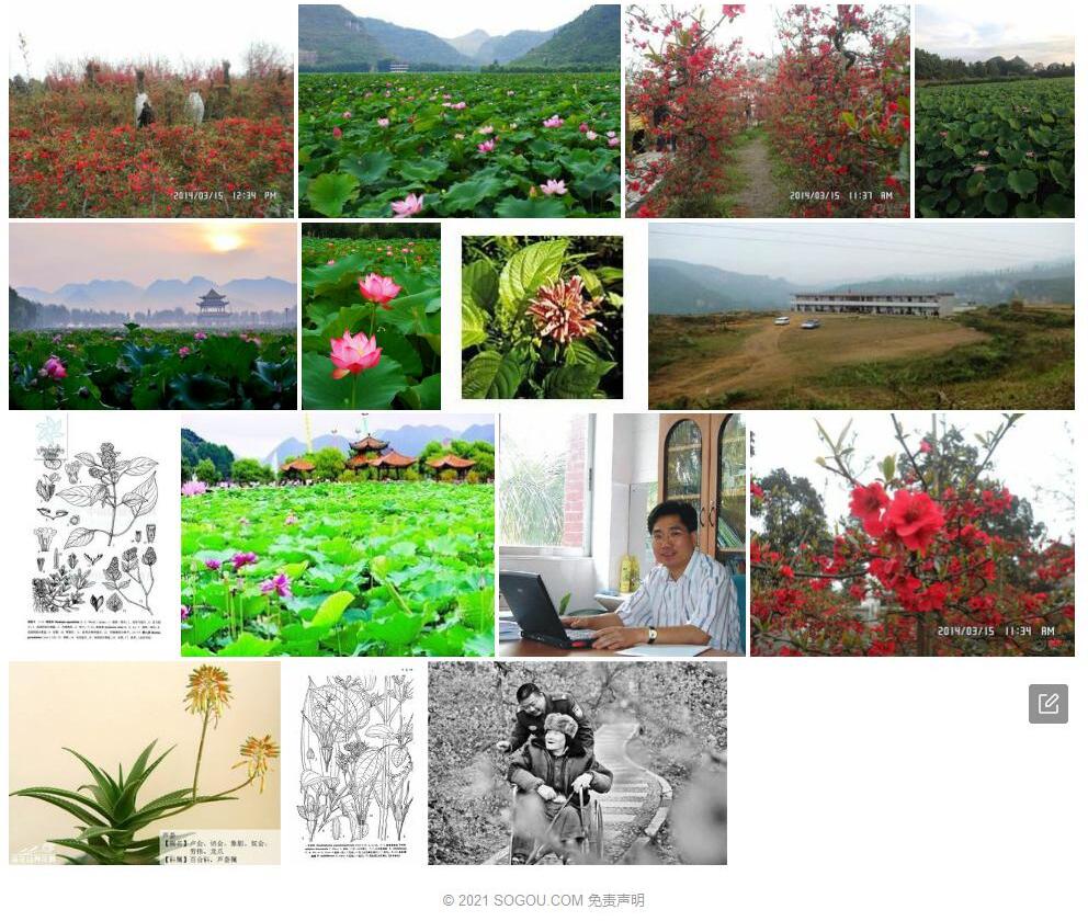 安龙花照片和图片/