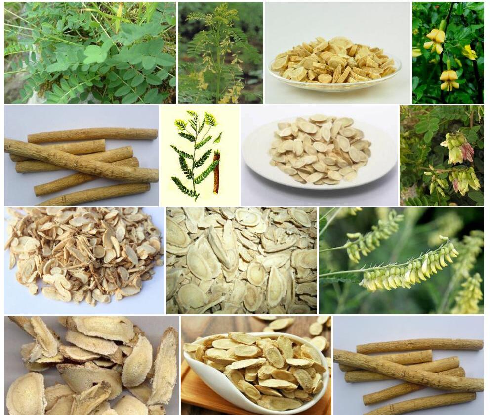 定结黄耆照片和图片/