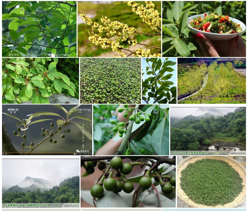 宜昌木姜子照片和图片/