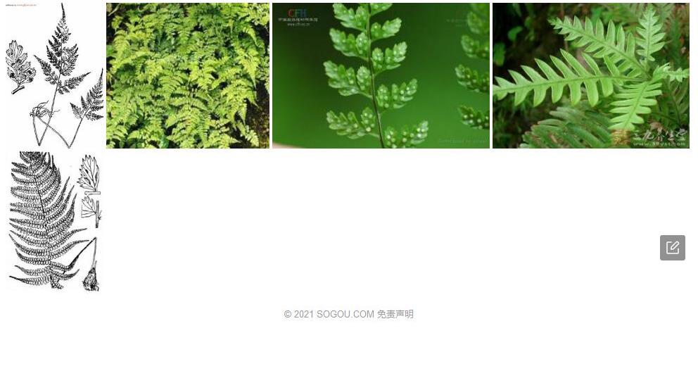 宝兴冷蕨照片和图片/