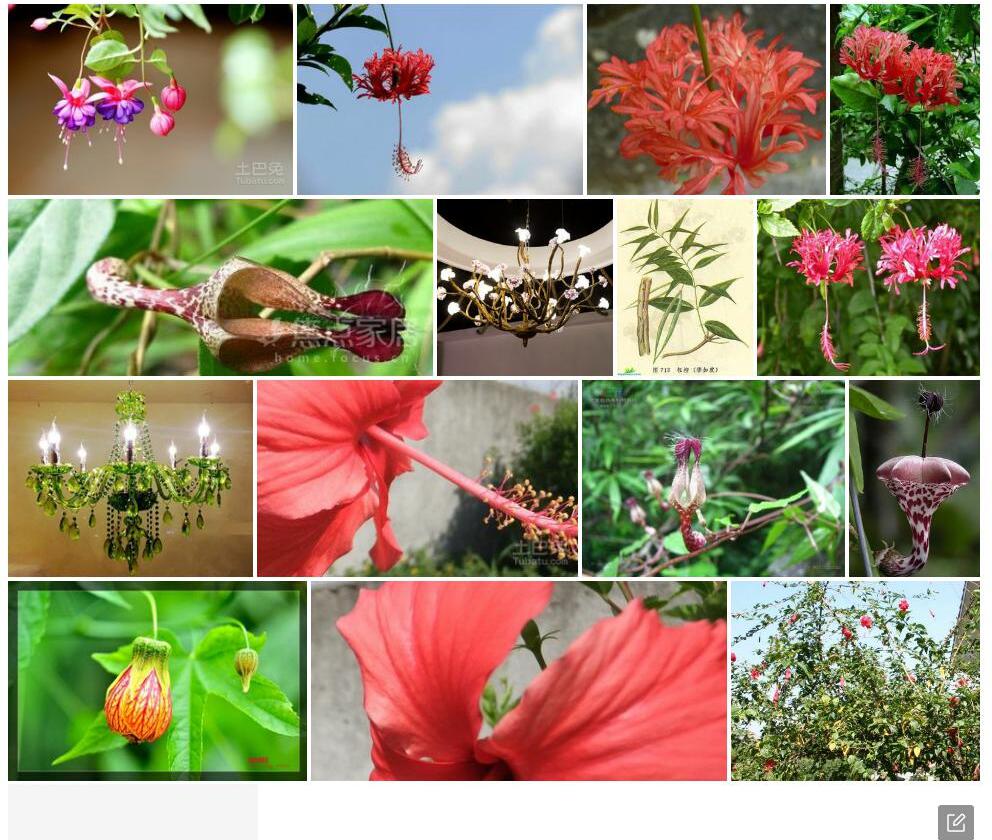 宝兴吊灯花照片和图片/