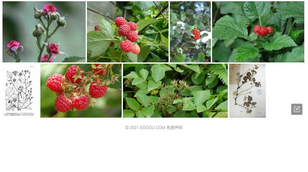 宝兴悬钩子照片和图片/