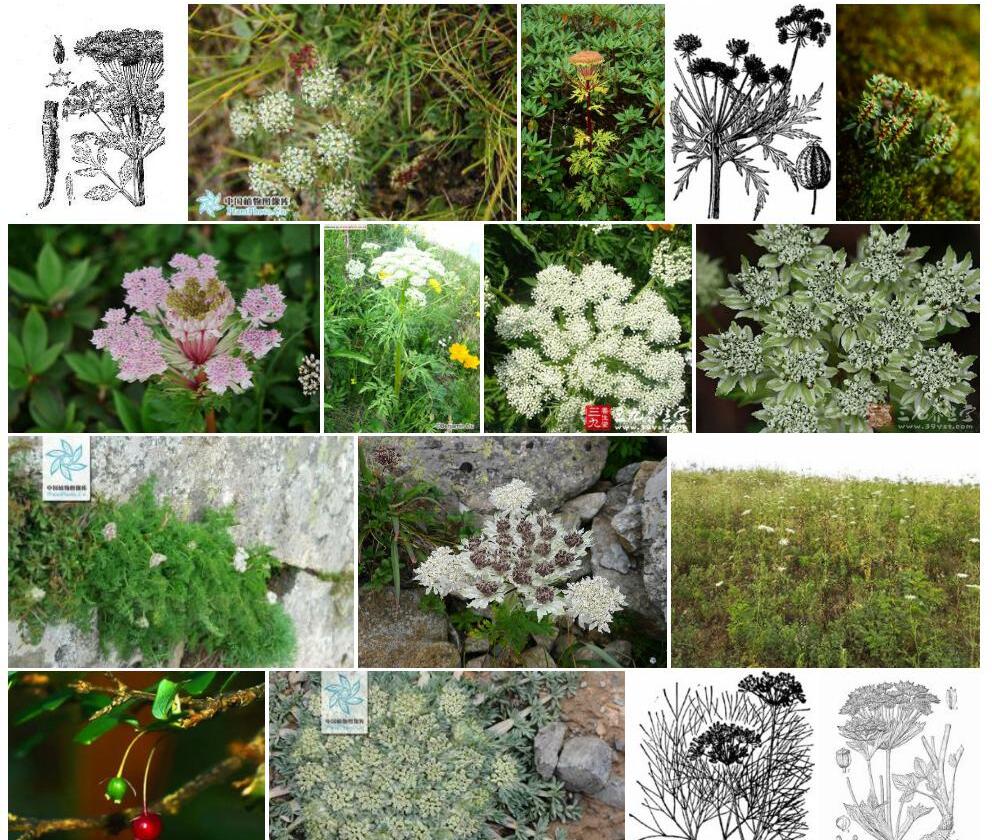 宝兴棱子芹照片和图片/