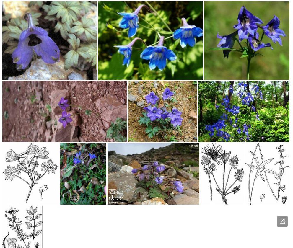 宝兴翠雀花照片和图片/