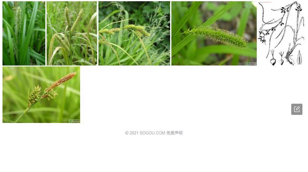 宝兴薹草照片和图片/